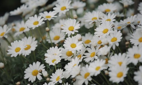 Gaynes Park wedding video